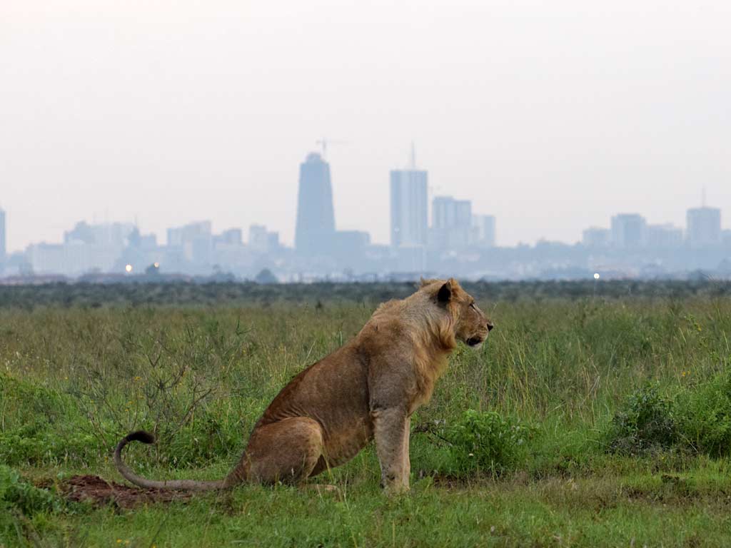 Lion in Nairobi